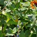Salvia amarissima (2)